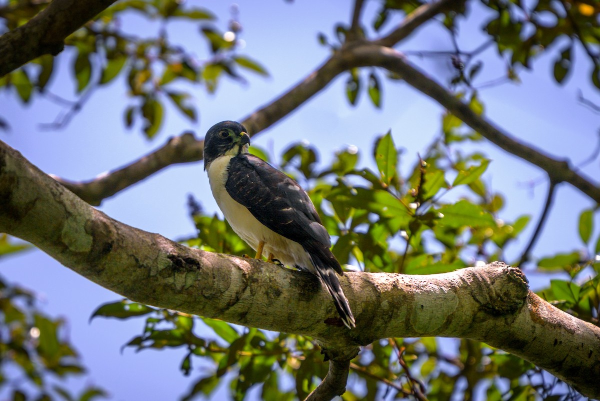 Шуліка-зубодзьоб рудогрудий - ML651864327