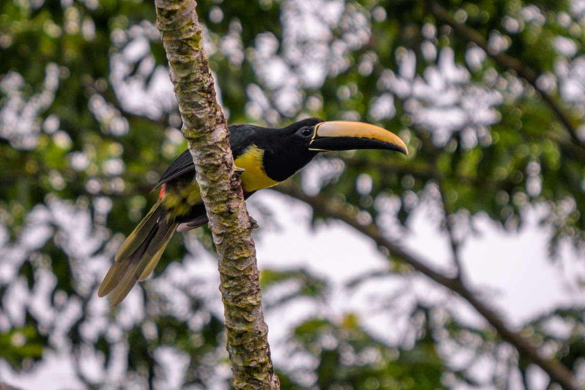 Аракарі чорношиїй - ML651864347