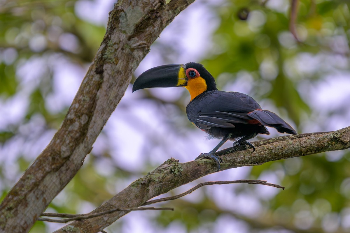 Тукан чорнодзьобий - ML651864355