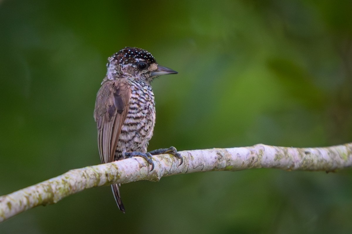 Добаш зебровий - ML651864375