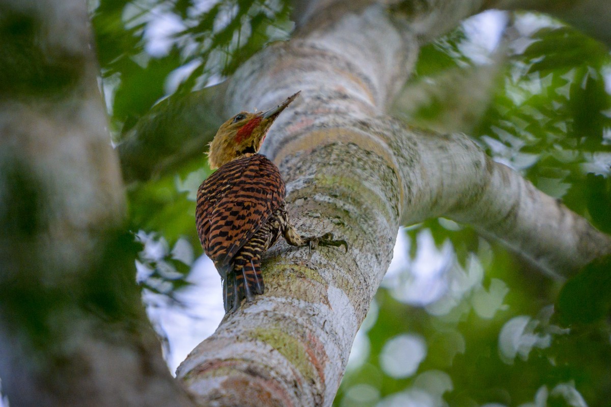 Ятла чорновола (підвид tinnunculus) - ML651864405