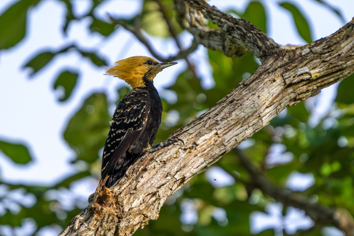 Ятла жовтоголова - ML651864421