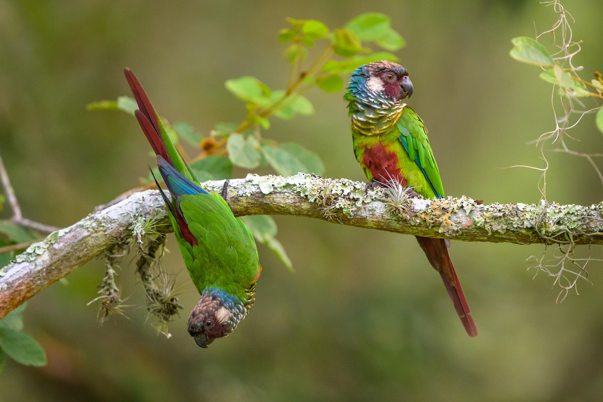 Котора бразильський - ML651864432