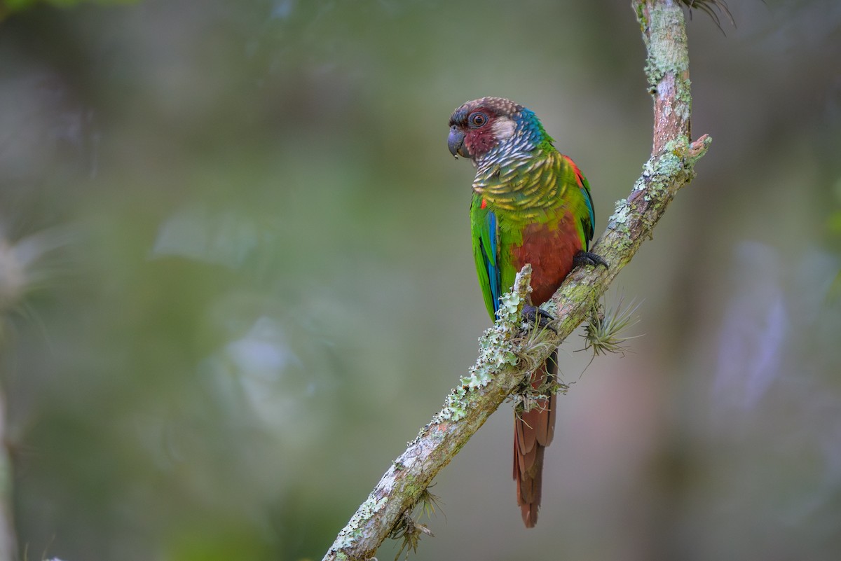 Котора бразильський - ML651864433