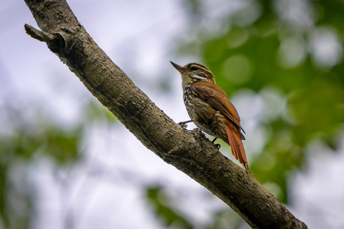 Піколезна руда - ML651864443