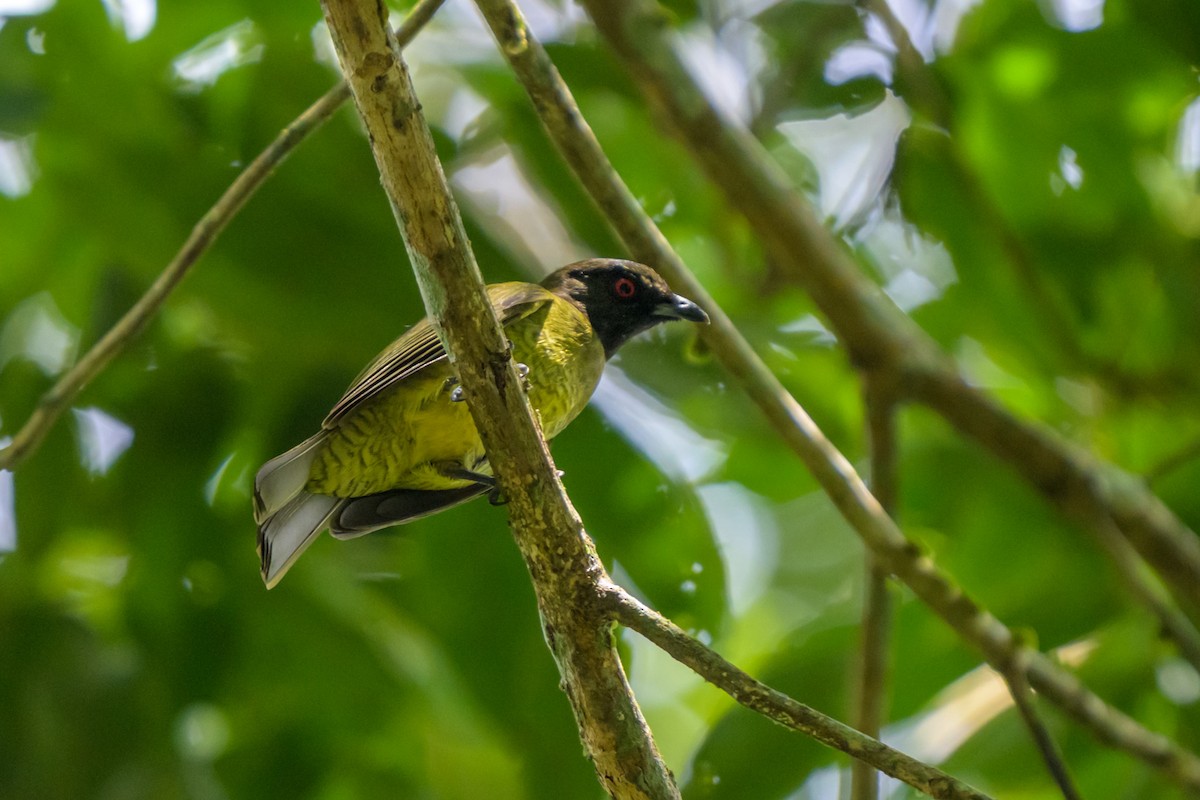 Ягодолюб червоноокий - ML651864469