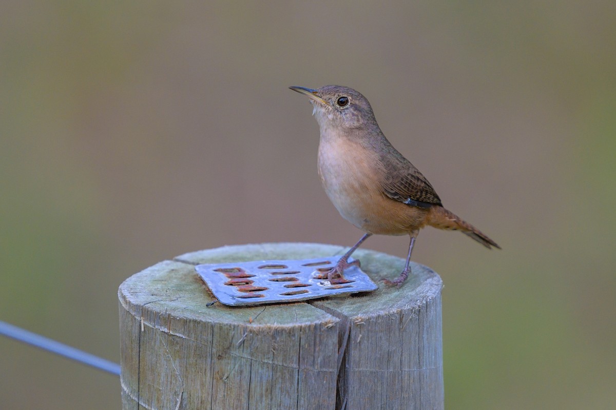 Southern House Wren - ML651864486