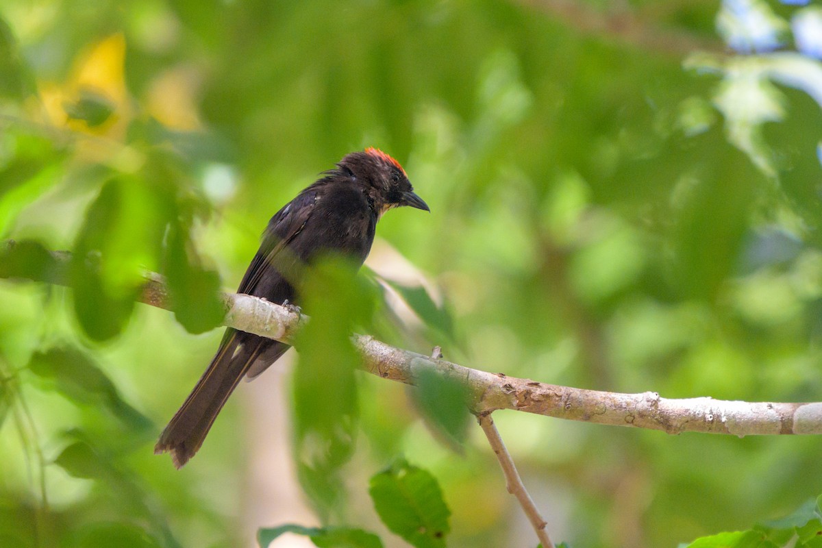 Танагра-жалібниця вогнисточуба - ML651864525