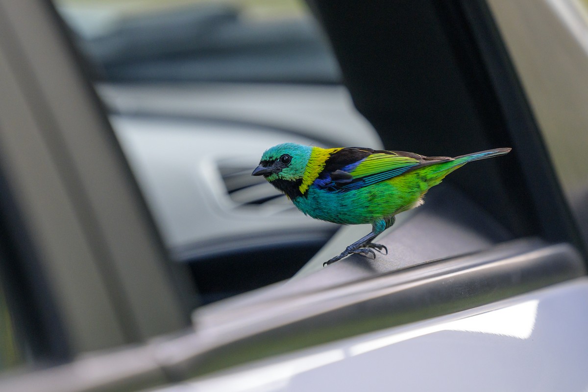 Танагра малахітова - ML651864549