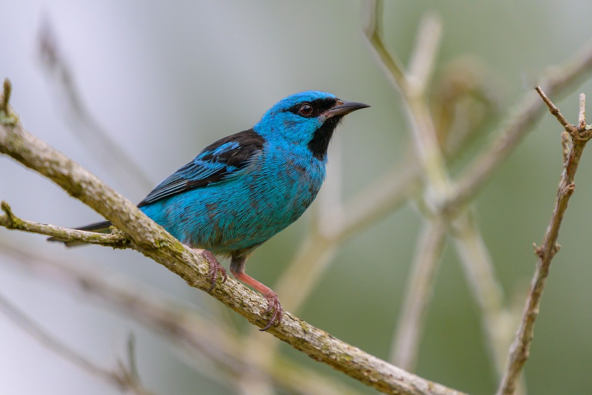 Цукрист блакитний - ML651864556