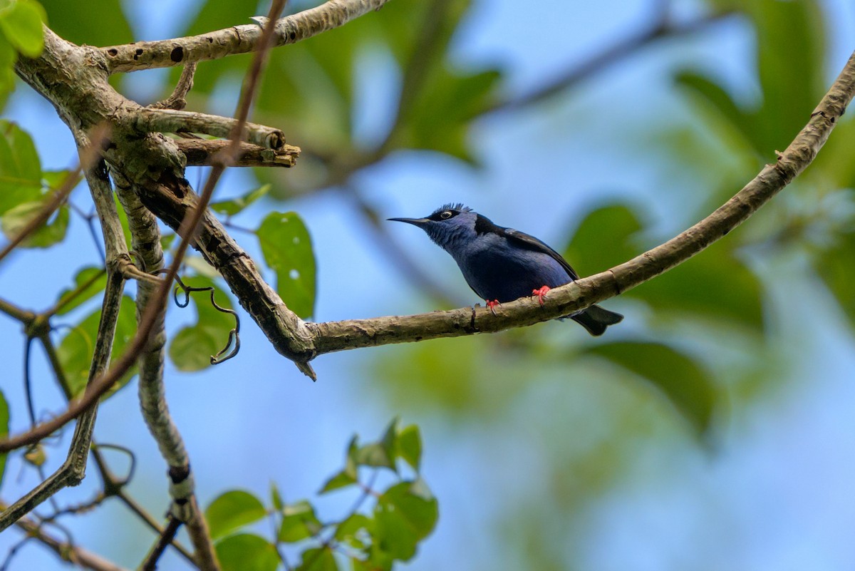 Танагра-медоїд бірюзова - ML651864563