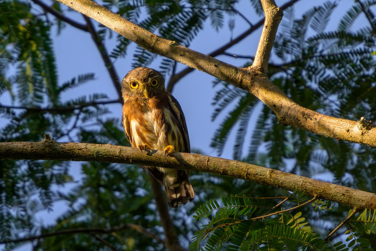 Сичик-горобець крихітний - ML651864625