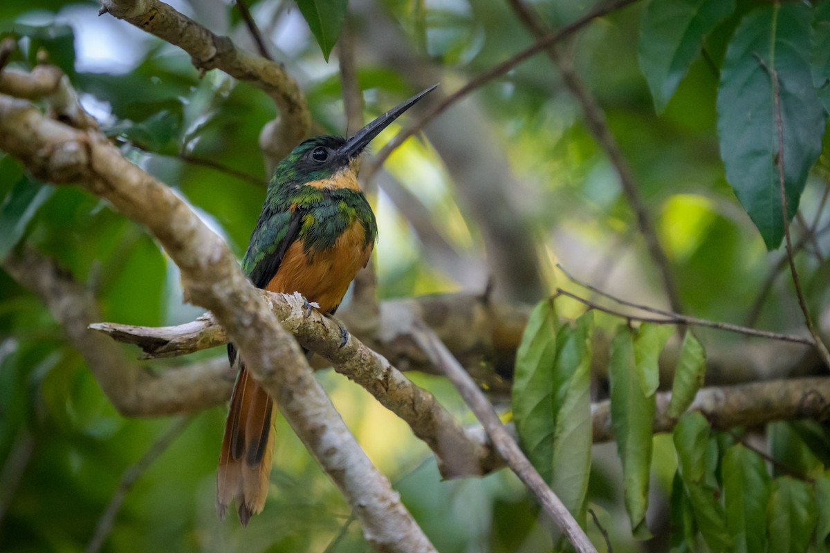 Якамара рудохвоста - ML651864635