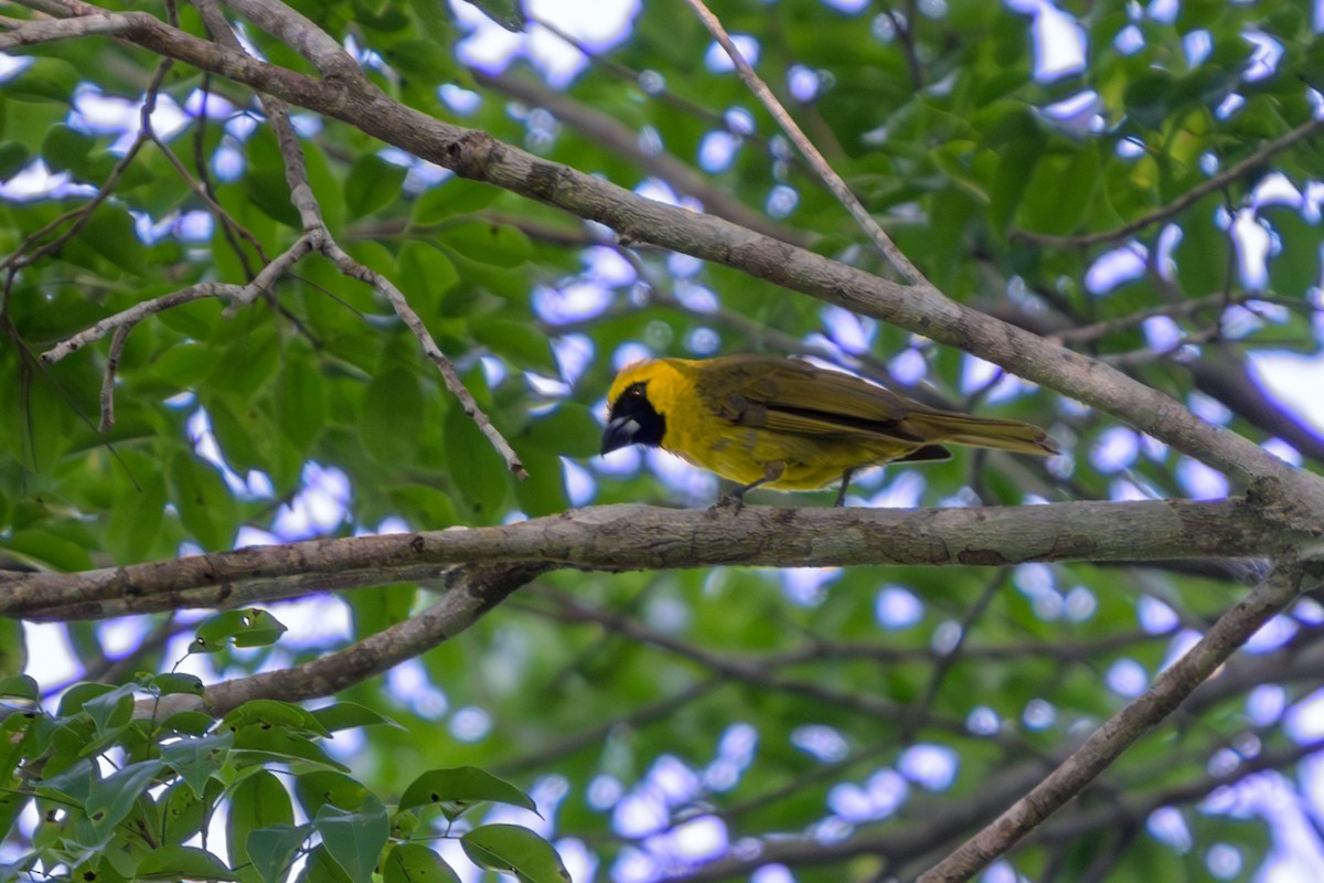 Кардинал жовточеревий - ML651864651