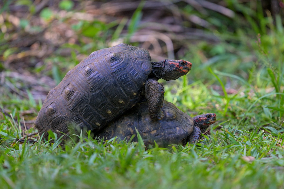 Red-footed Tortoise - ML651864661