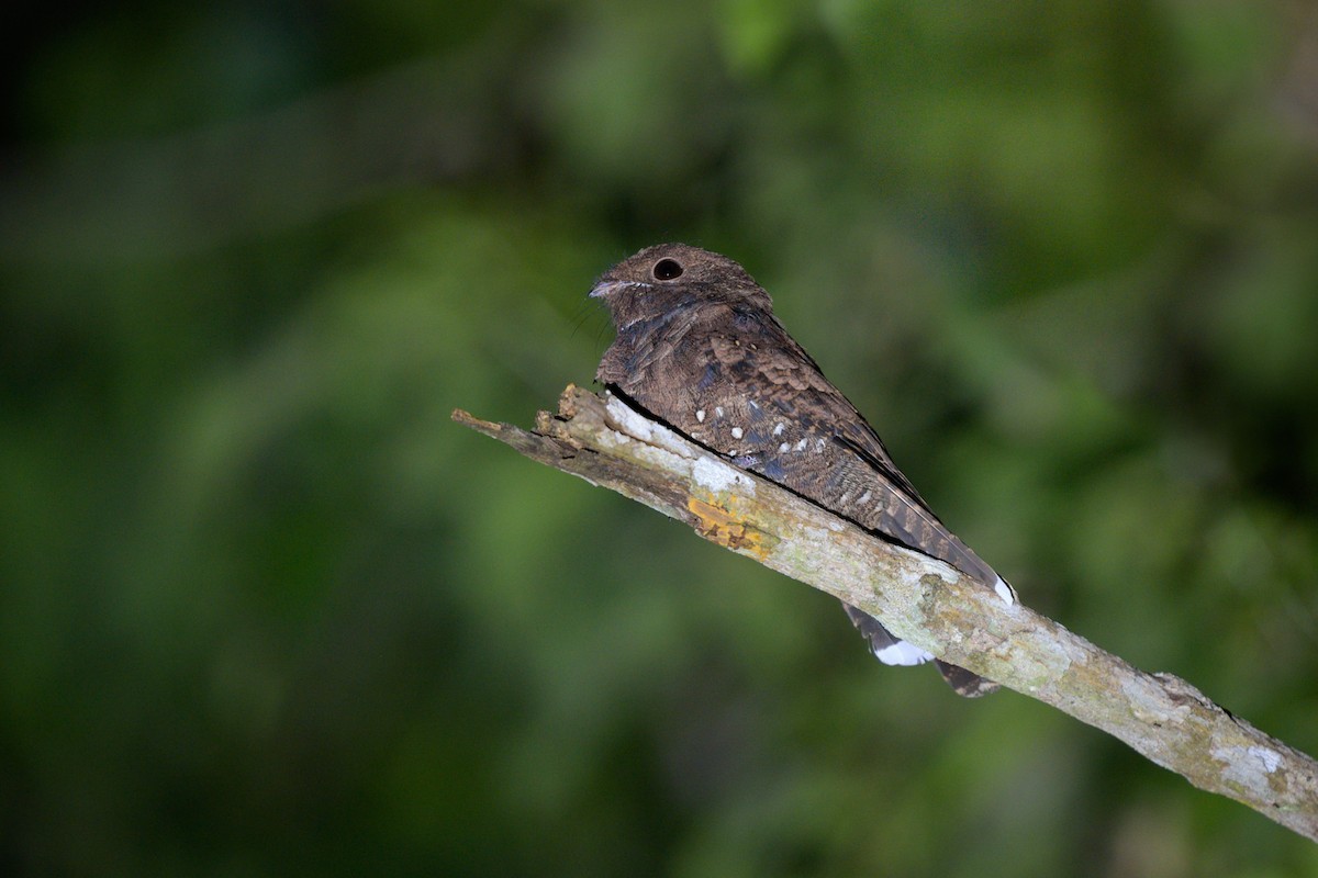 Леляк бразильський - ML651864739