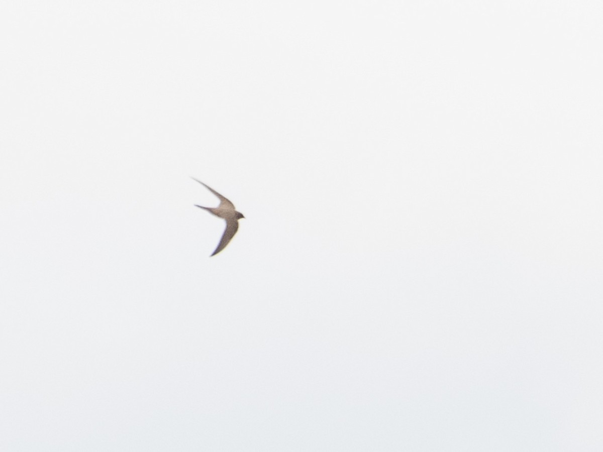 シロハラアマツバメ - ML651864745