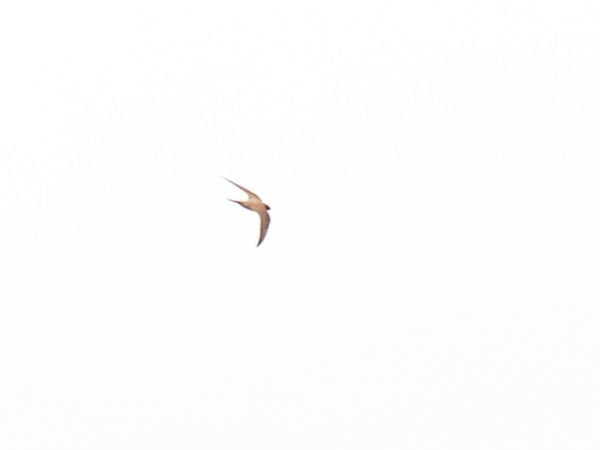 シロハラアマツバメ - ML651864748