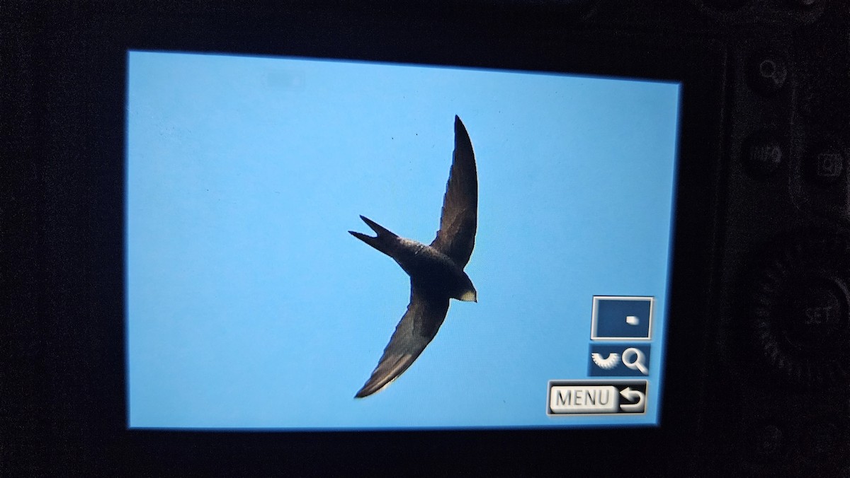 tårnseiler - ML651864790