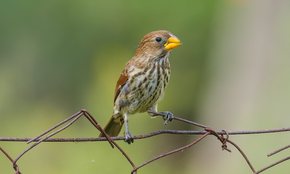 Grosbeak Weaver - ML651864915