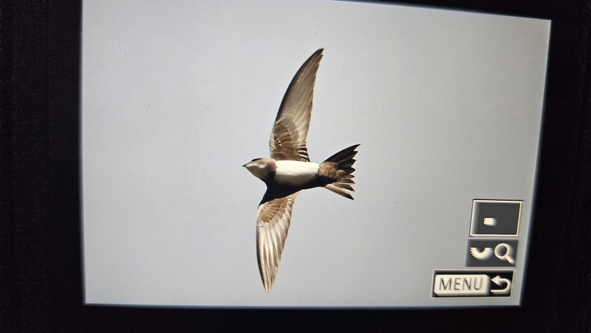 シロハラアマツバメ - ML651864918