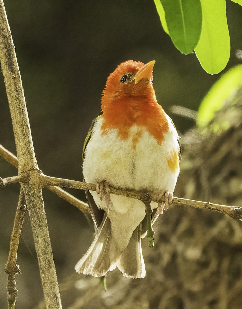 Red-headed Weaver (Southern) - ML651866700
