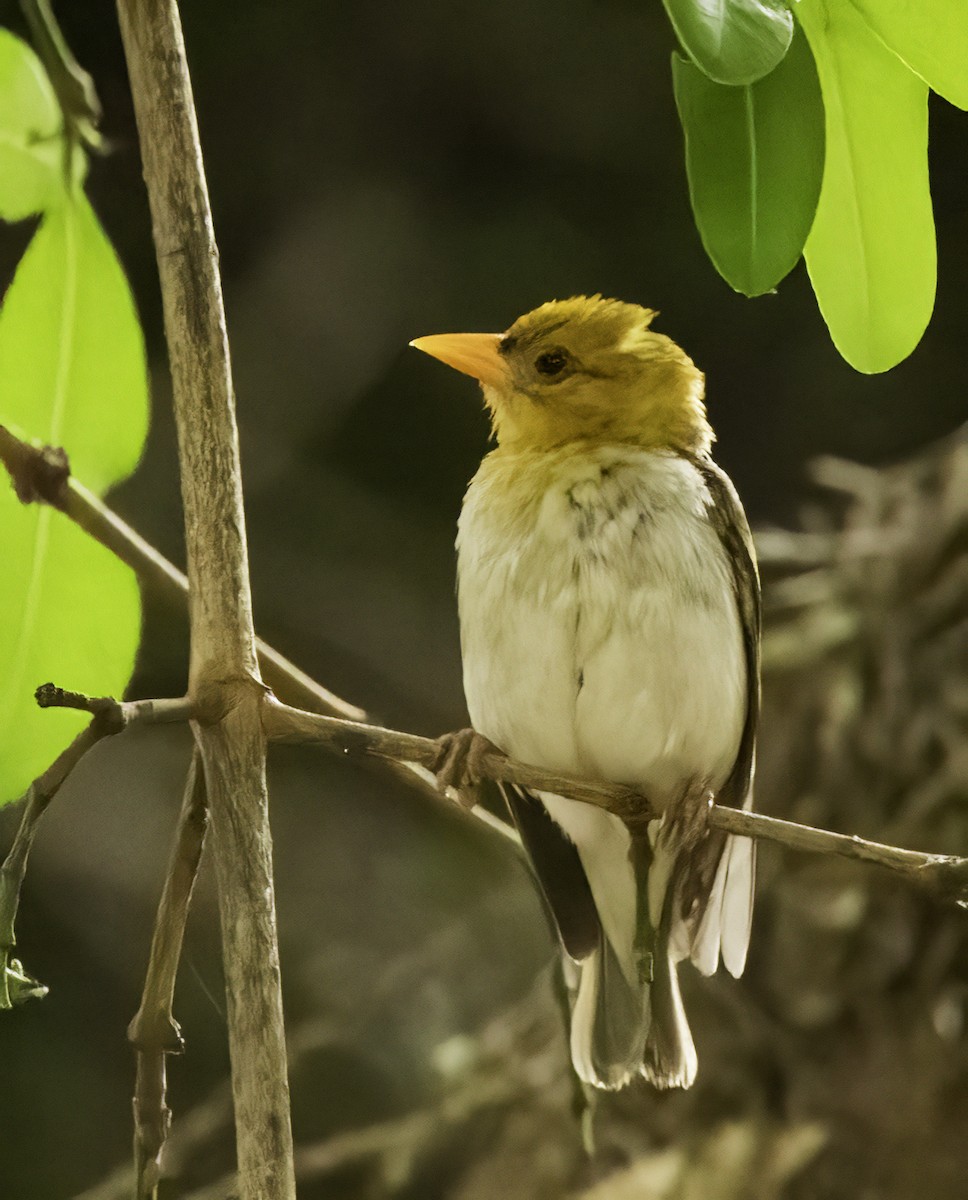 Red-headed Weaver (Southern) - ML651866701