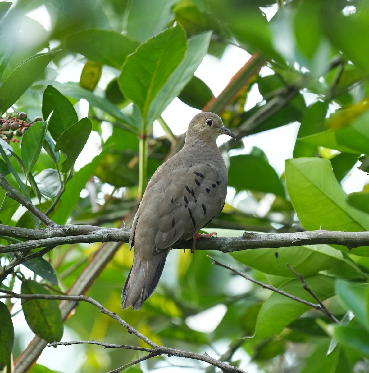 Ecuadorian Ground Dove - ML651867320