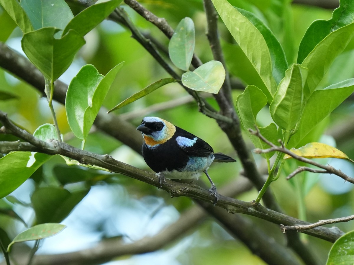 Golden-hooded Tanager - ML651867335