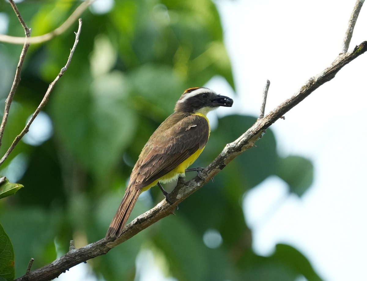 Rusty-margined Flycatcher - ML651867371