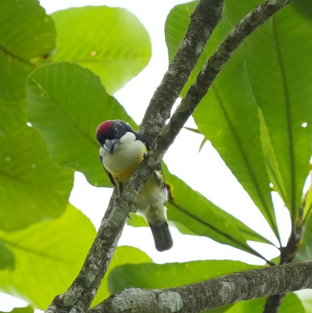 Five-colored Barbet - ML651867431