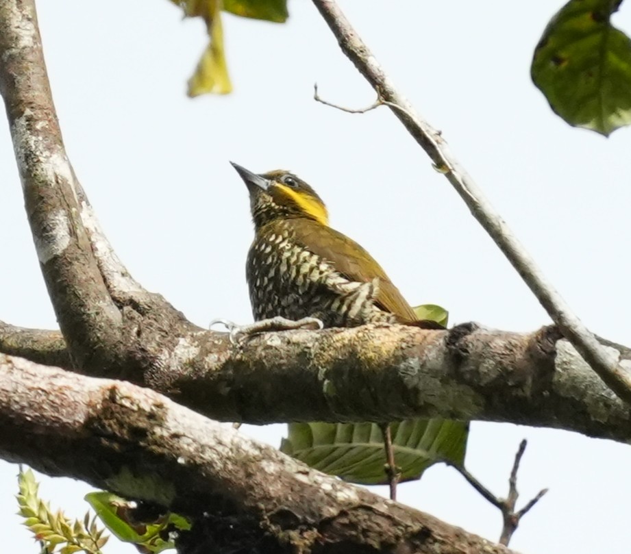 Lita Woodpecker - ML651867625