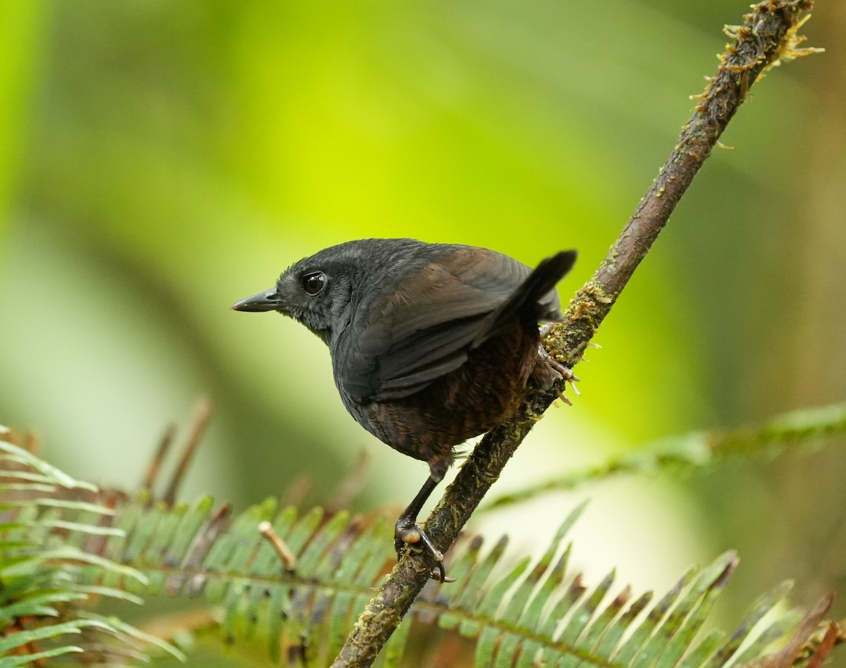 Choco Tapaculo - ML651867653