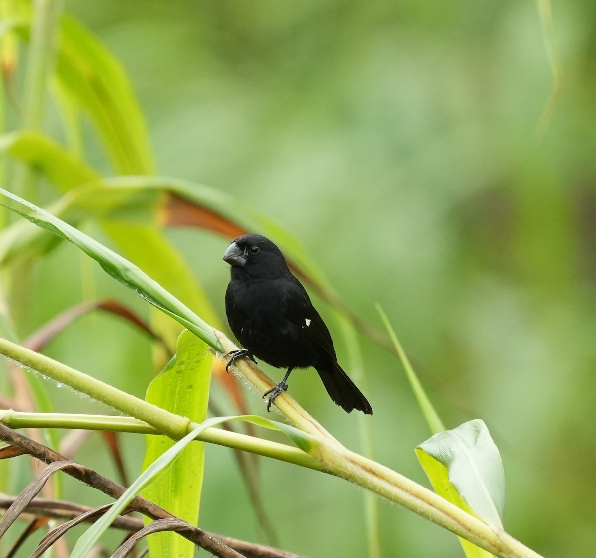 Thick-billed Seed-Finch - ML651867702