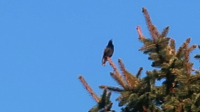 Storno - ML651868045