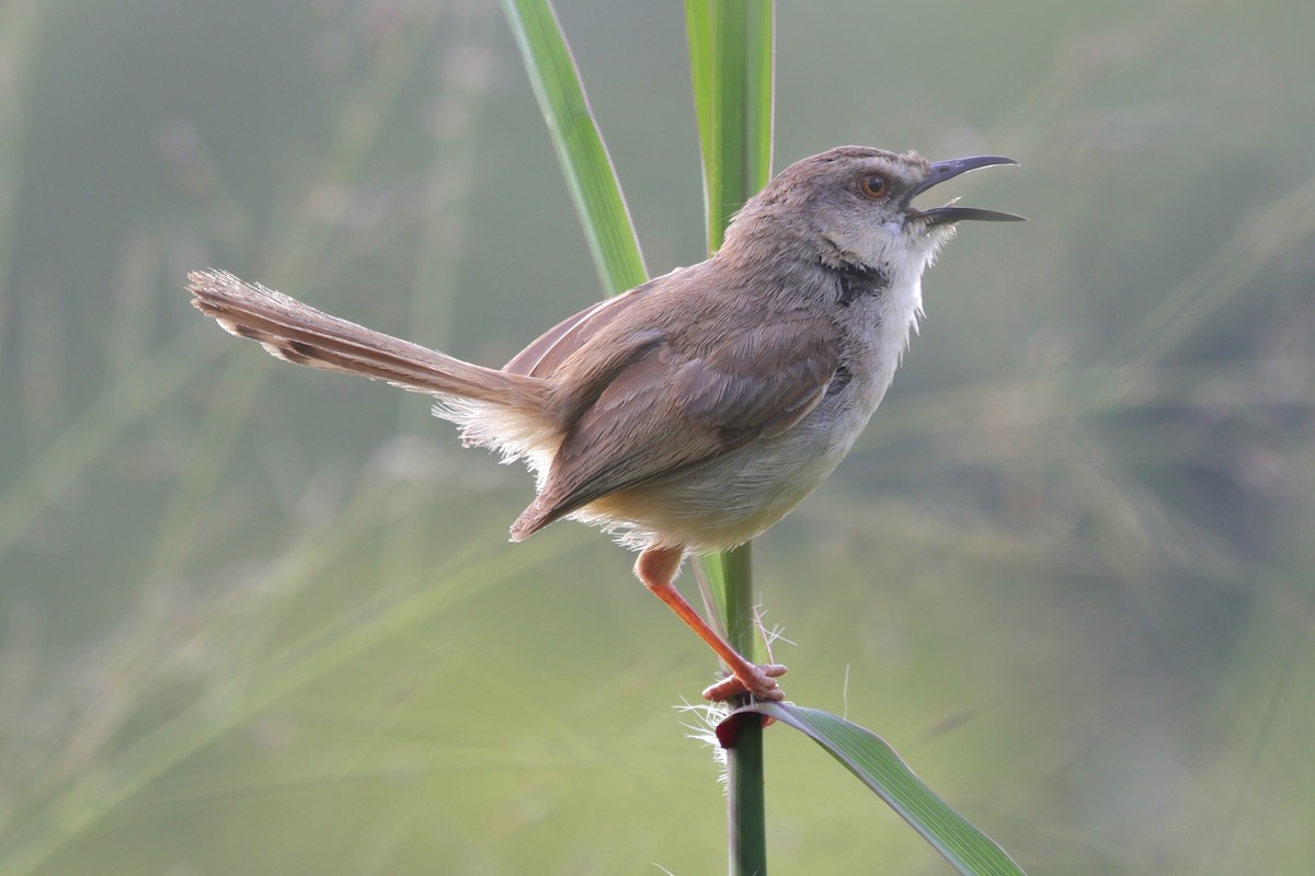 Tawny-flanked Prinia - ML651868116