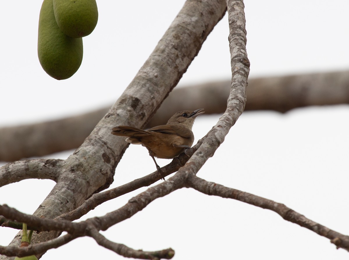 Plain Thornbird - ML651870156