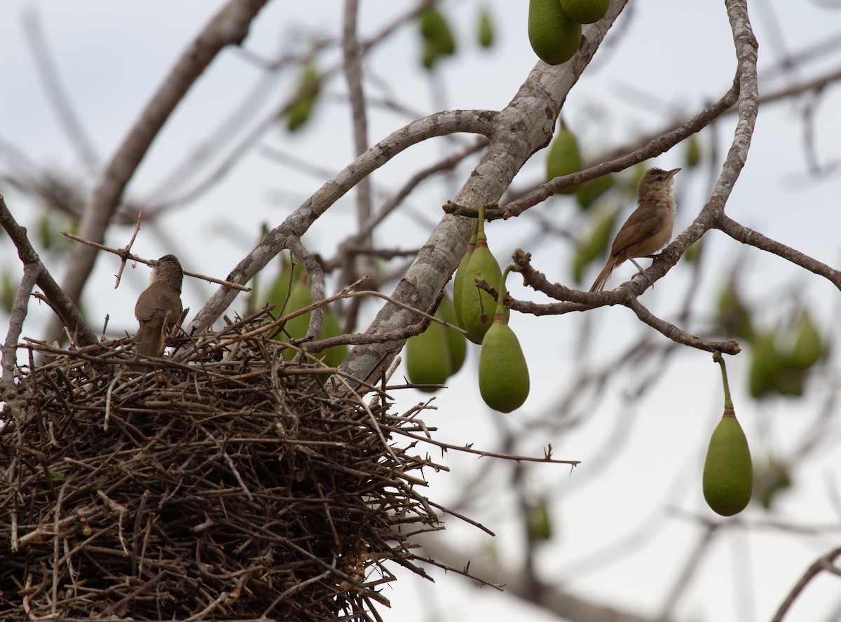 Plain Thornbird - ML651870338