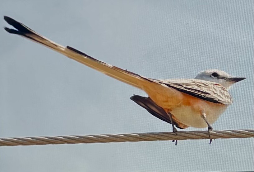 saksetyrann - ML651870921