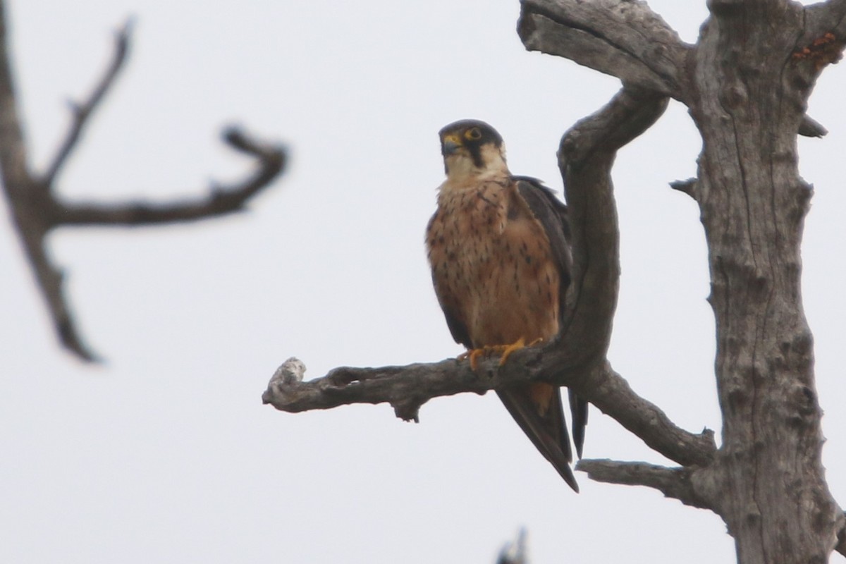 ostříž africký - ML651872021