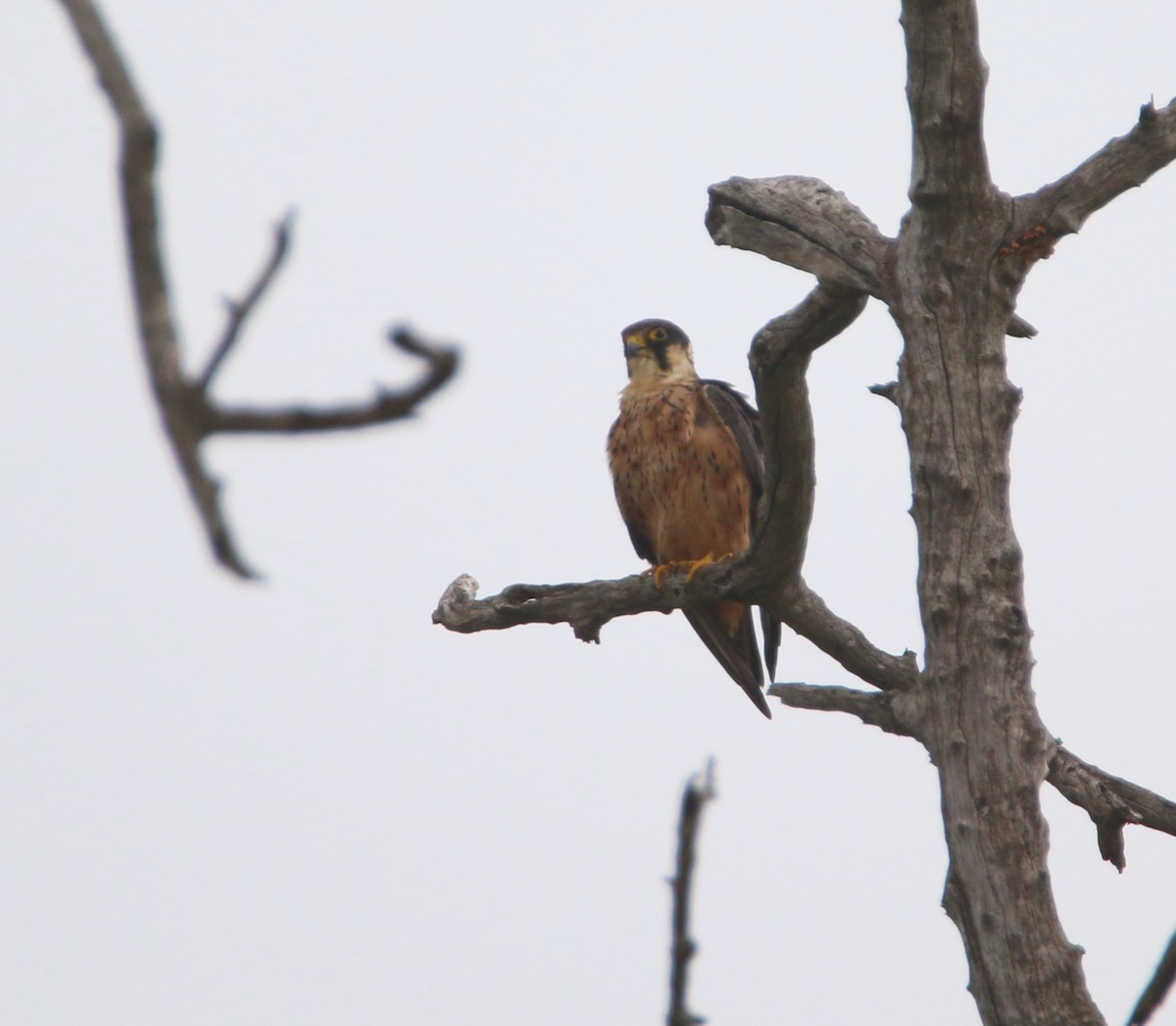 ostříž africký - ML651872022