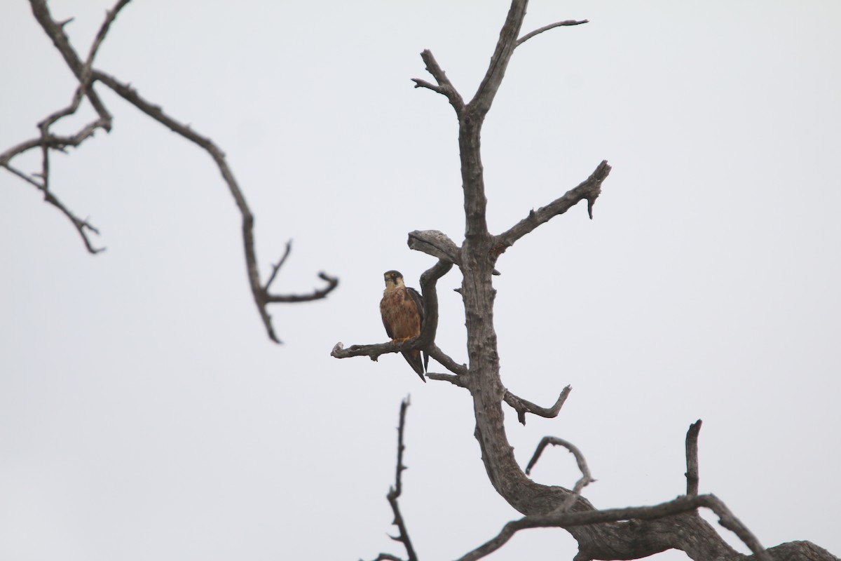 ostříž africký - ML651872023