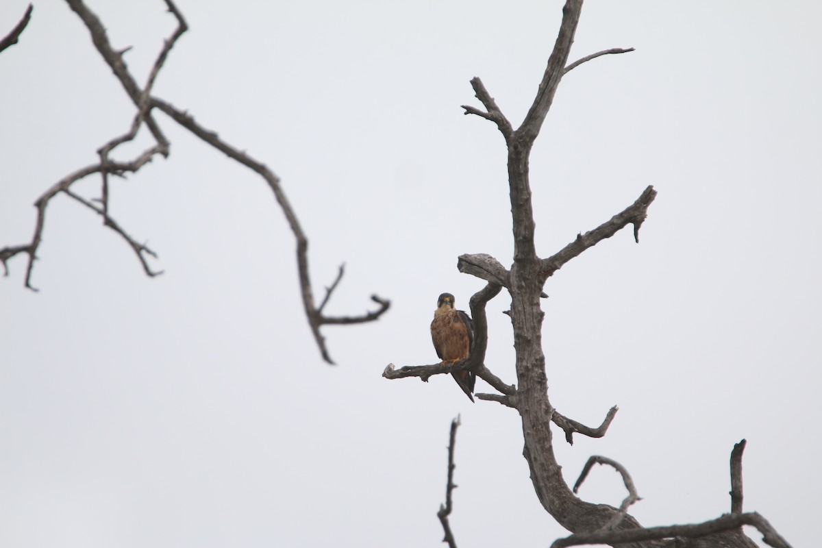 ostříž africký - ML651872025