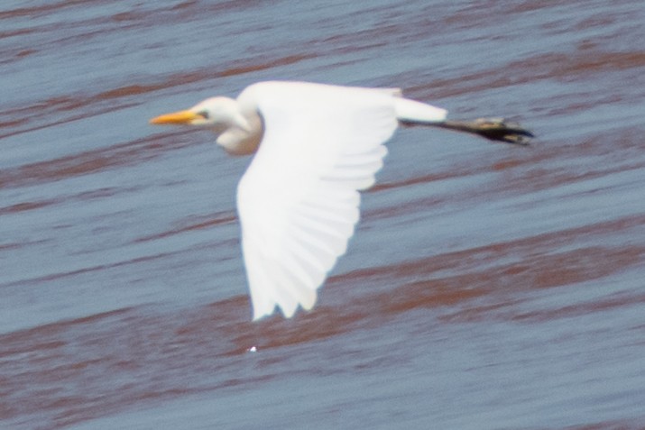 Western Cattle-Egret - ML651872164