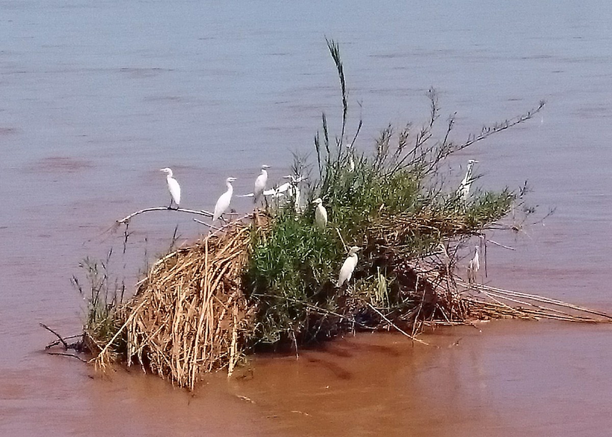 Western Cattle-Egret - ML651872165