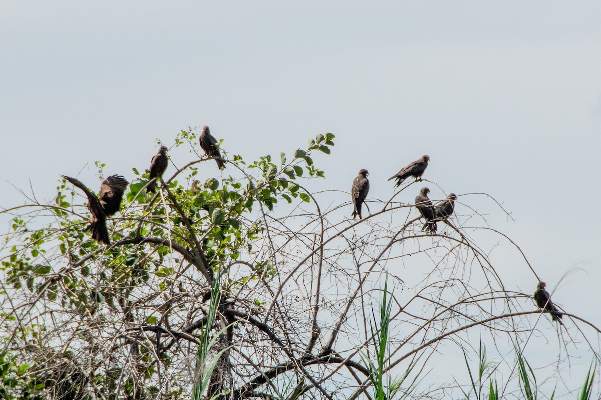 黑鳶 - ML651872207