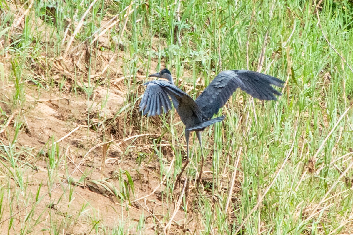 Humblot's Heron - ML651872222