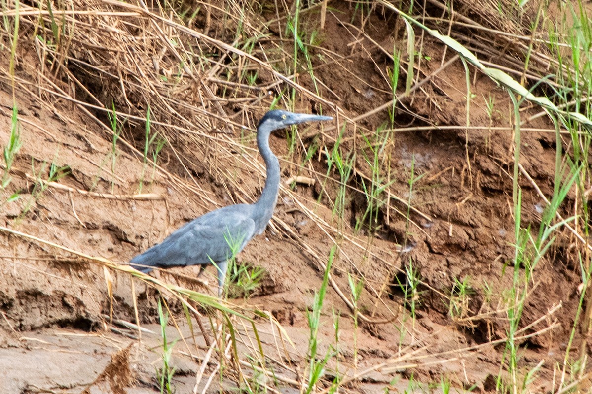 Humblot's Heron - ML651872223