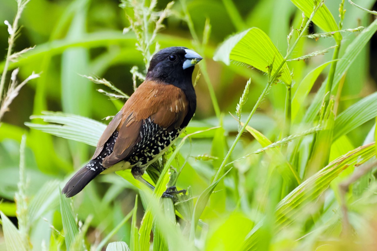 Black-and-white Mannikin - ML651872232
