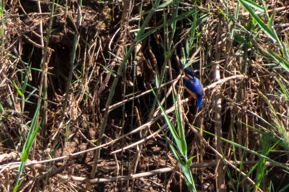 Malagasy Kingfisher - ML651872303